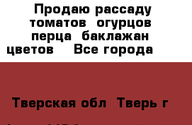 Продаю рассаду томатов, огурцов, перца, баклажан, цветов  - Все города  »    . Тверская обл.,Тверь г.